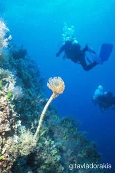 scuba diving in Crete